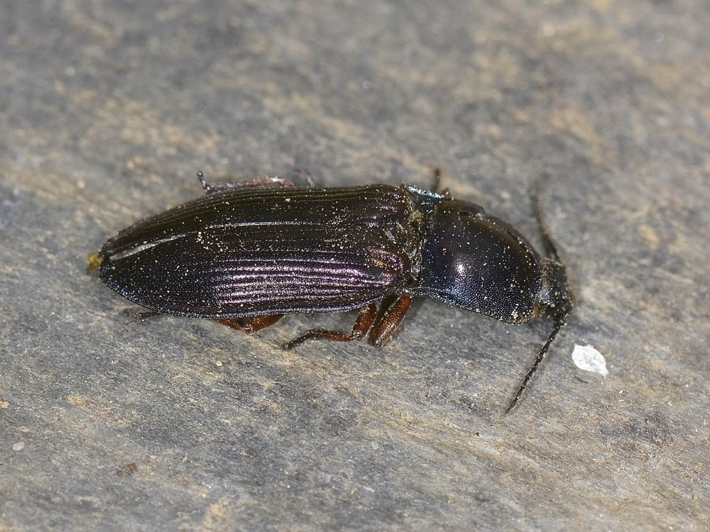 Elateridae viola e blu: Selatosomus aeneus